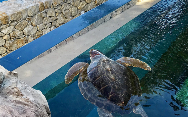 Monaco: l'Odyssée des Tortues marines