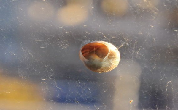 L’IMAGE DU JOUR – Escargot sur la vitre