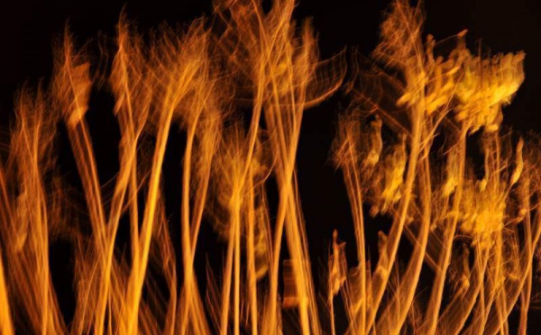 L’IMAGE DU JOUR – Les branches de feu