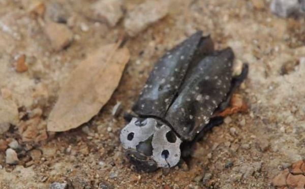 L’IMAGE DU JOUR – Cigale