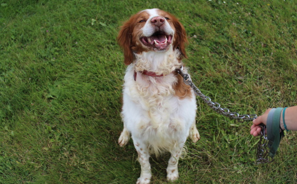 L’abandon d’animaux domestiques, un fléau estival