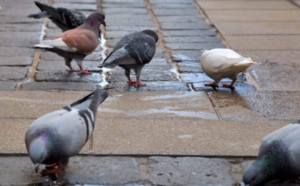 L’IMAGE DU JOUR – Oiseaux de la paix