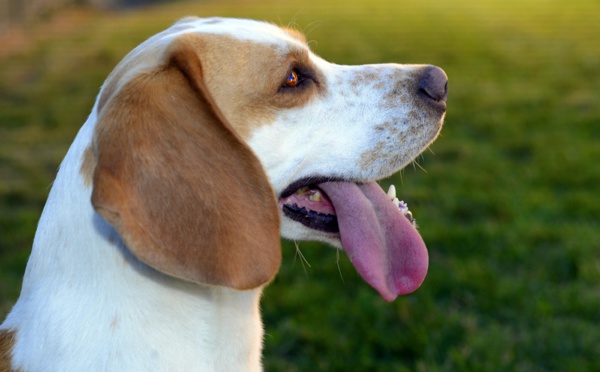 Canicule : nos chiens en souffrent plus que nous !
