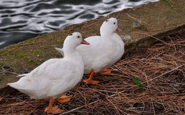 L’IMAGE DU JOUR – Vivre à deux