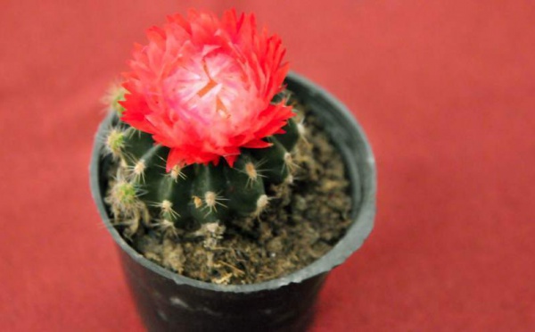 L’IMAGE DU JOUR – Fleur du mal