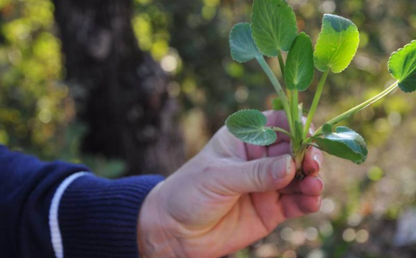 L’IMAGE DU JOUR – Les végétariens