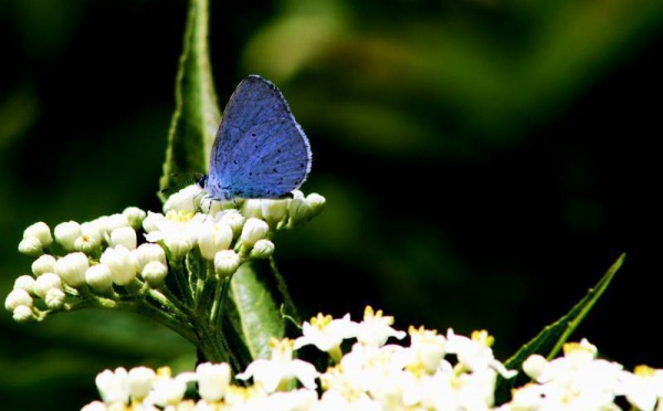 L’IMAGE DU JOUR – Papillon bleu après la pluie