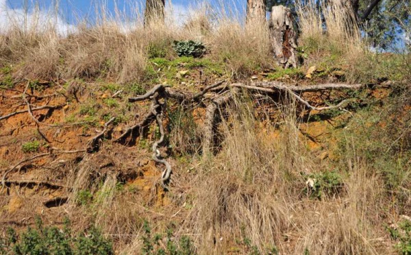 L’IMAGE DU JOUR – Les racines