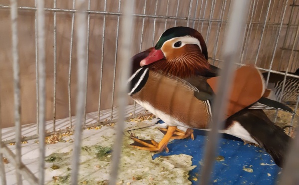 Un salon de la basse-cour pour mettre en avant une diversité régionale