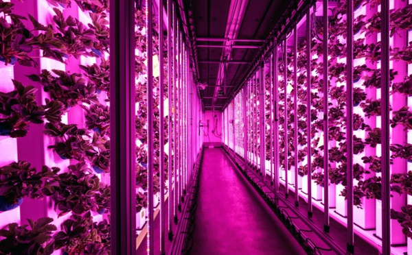 D'un parking désaffecté à des conteneurs recyclés, découvrez l'agriculture urbaine à Paris