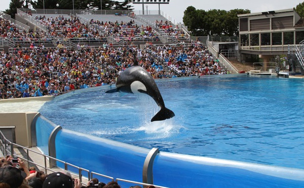 Les parcs aquatiques, responsables de prisons sous-marines