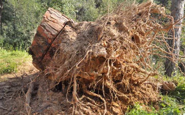 L’IMAGE DU JOUR – Arbre coupé