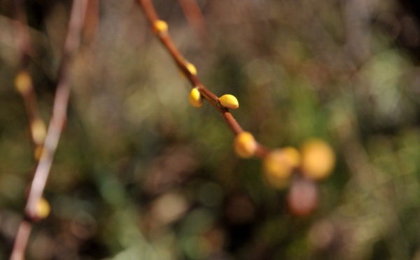 L’IMAGE DU JOUR – Les bourgeons
