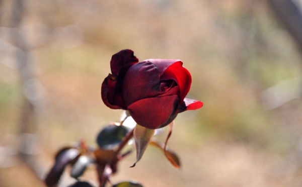 L’IMAGE DU JOUR – La rose du printemps