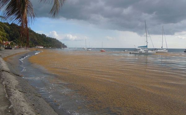 Les sargasses : comment leur donner une seconde vie ?