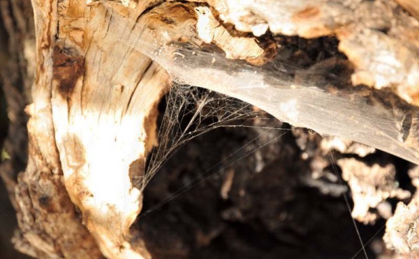 L’IMAGE DU JOUR – Une toile dans l’arbre