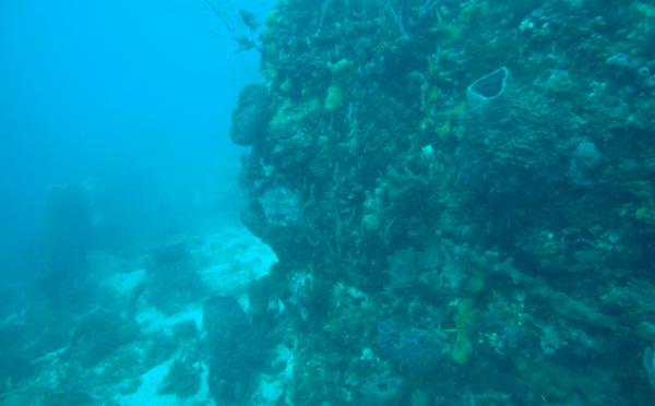 Des haut-parleurs pour sauver la Grande Barrière de Corail