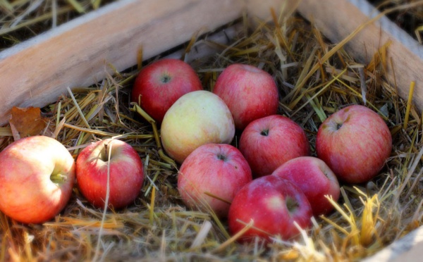 La fête de la pomme, une institution française
