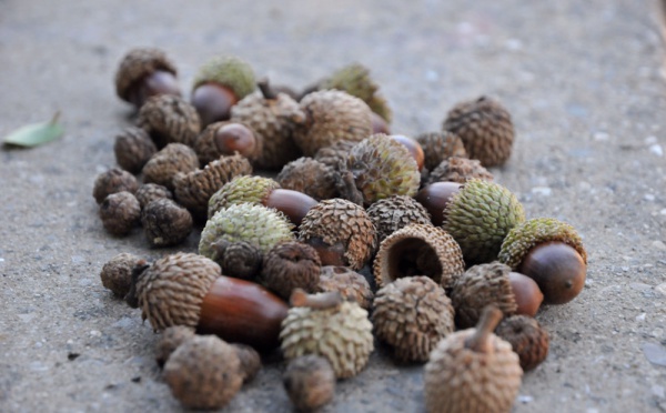 L’IMAGE DU JOUR – Glands