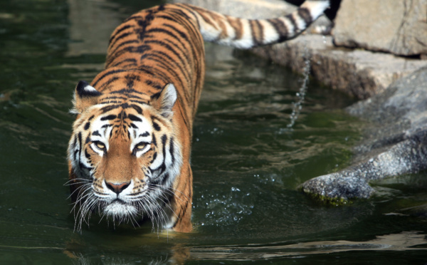 Région bordelaise : des animaux sauvages dans les cirques ?