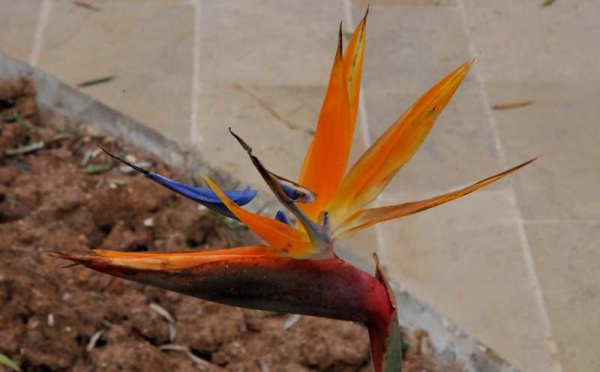 L’IMAGE DU JOUR – Beauté unique