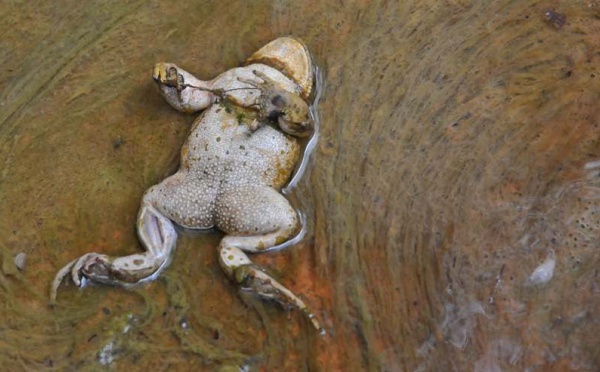 L’IMAGE DU JOUR – Morte suite à une attaque