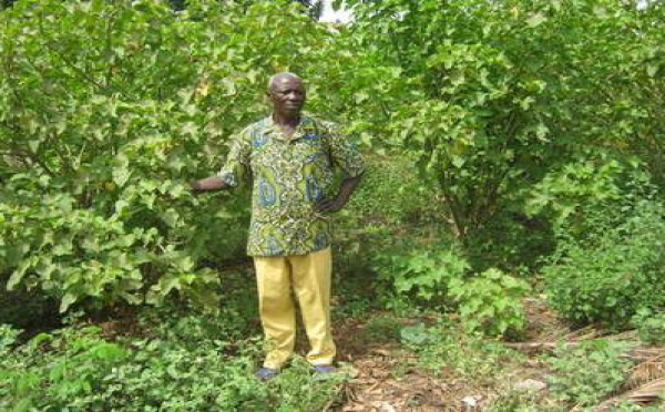 Culture du jatropha au Bénin: Une réponse aux besoins locaux en énergie