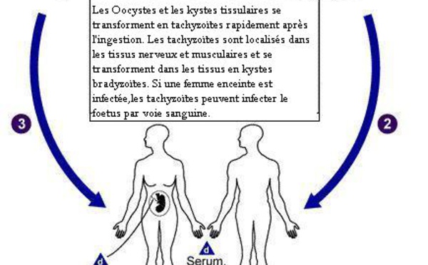 Toxoplasmose congénitale : risques et préventions 