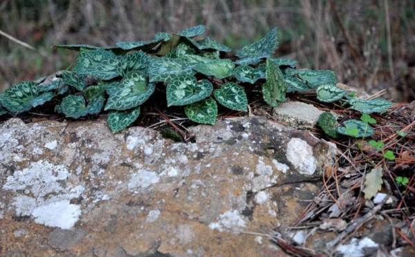 L’IMAGE DU JOUR – Une leçon de la nature