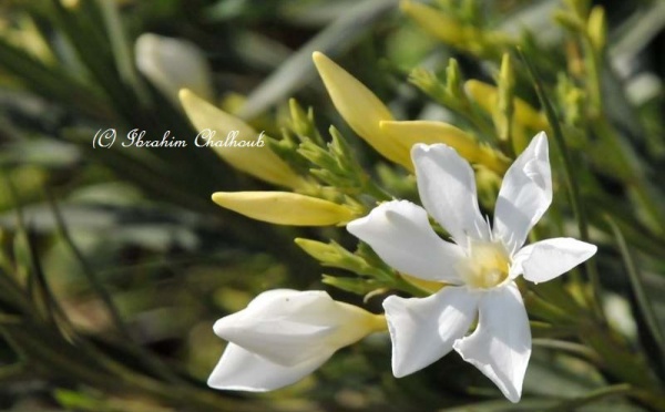 L’IMAGE DU JOUR – Le printemps