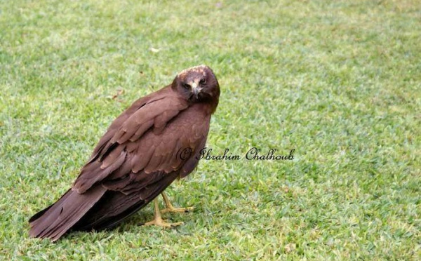 L’IMAGE DU JOUR – Chasse illégale