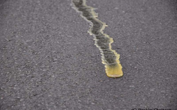 L’IMAGE DU JOUR – Rivière de pollen