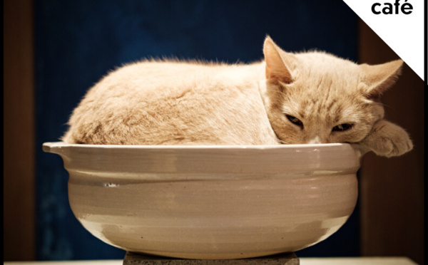 Neko café : boire un coup avec des chats