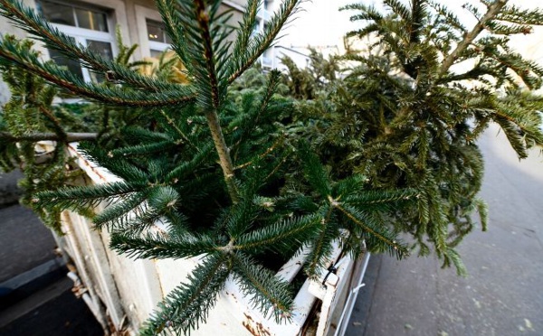 Paris s'engage à recycler nos sapins