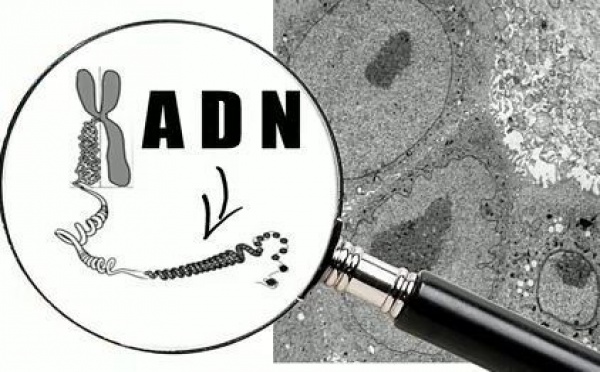 Prélèvement d’échantillons et les résultats du test ADN