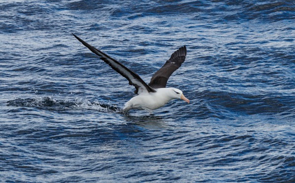 L'estimation de l'ampleur de la pêche illégale grâce aux albatros