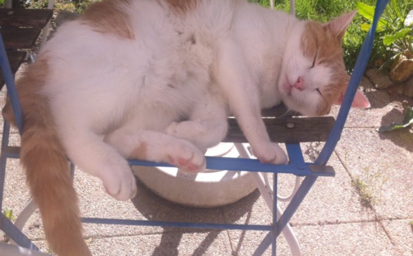 Les bienfaits du chat sur la santé de l'homme