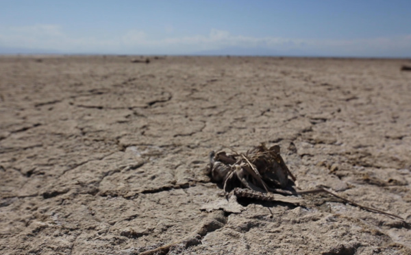 Salton Sea Lake, ou le lac repoussant toute forme de vie