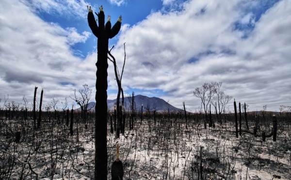 Incendies, tempête de poussière, orages de grêles et inondations, des dégâts considérables en Australie