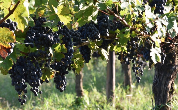  Bordeaux : "Des vins hors des sentiers battus" 