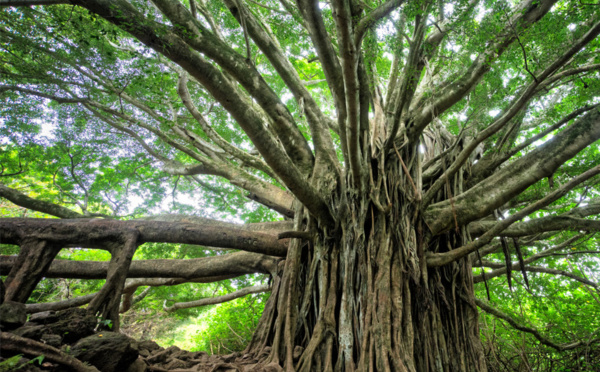 Que reste-t-il de nos mangroves ?