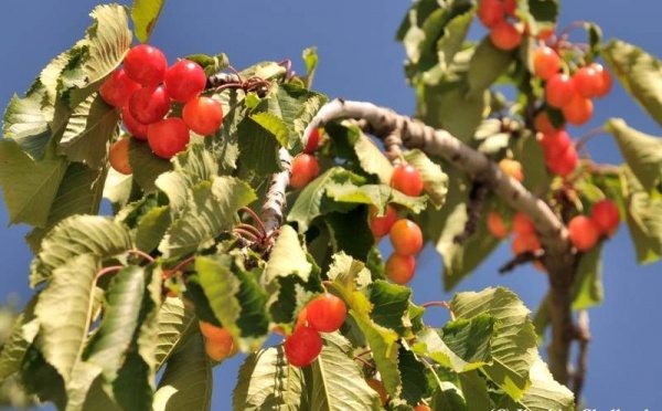 L’IMAGE DU JOUR – Les cerises