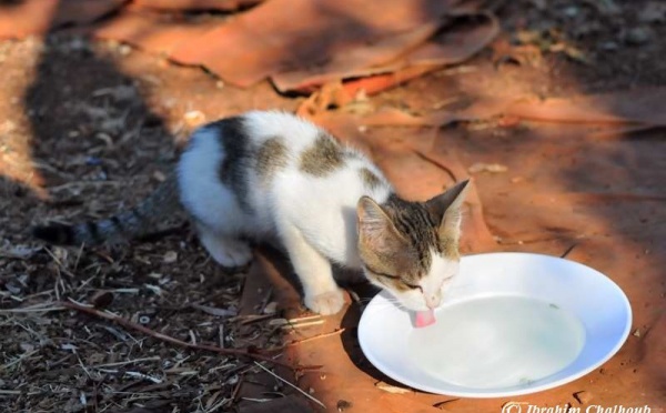 L’IMAGE DU JOUR – Du lait au petit déjeuner