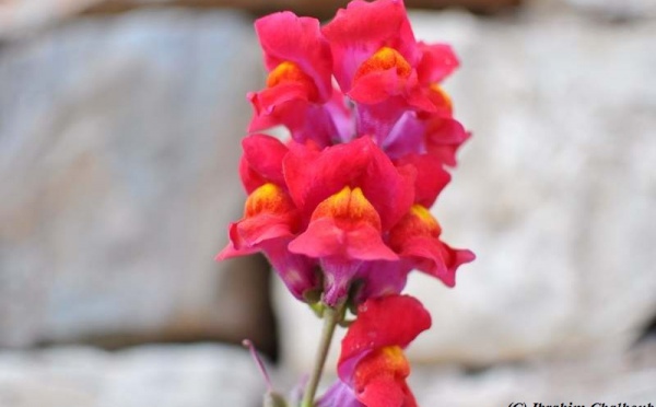 L’IMAGE DU JOUR – La beauté des fleurs