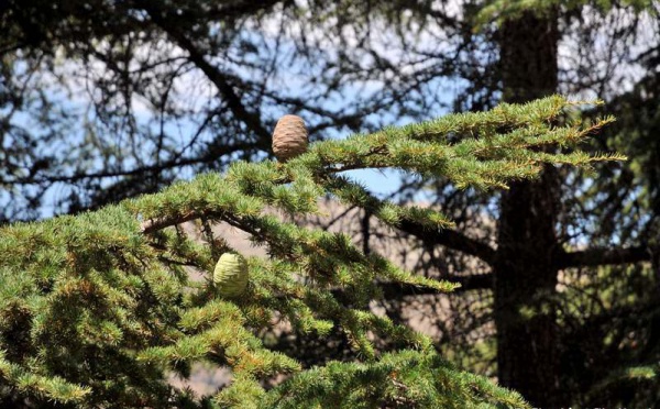 L’IMAGE DU JOUR – Deux couleurs sur la même branche