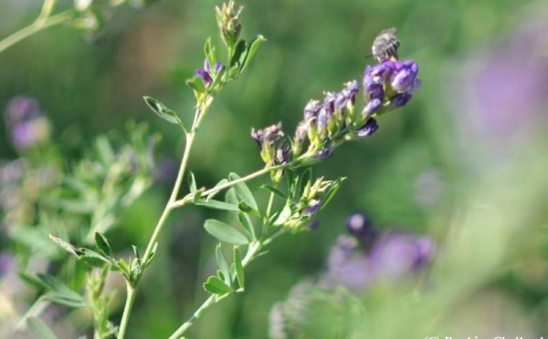 L’IMAGE DU JOUR – Déjeuner d’insecte!