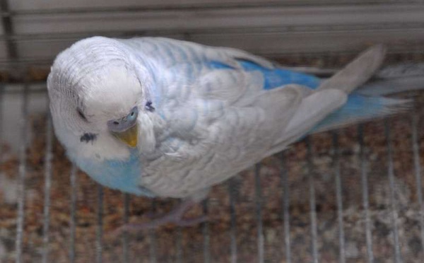 L’IMAGE DU JOUR – Chants d'oiseaux