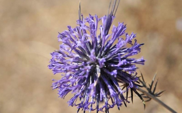 L’IMAGE DU JOUR – Nature sur la frontière