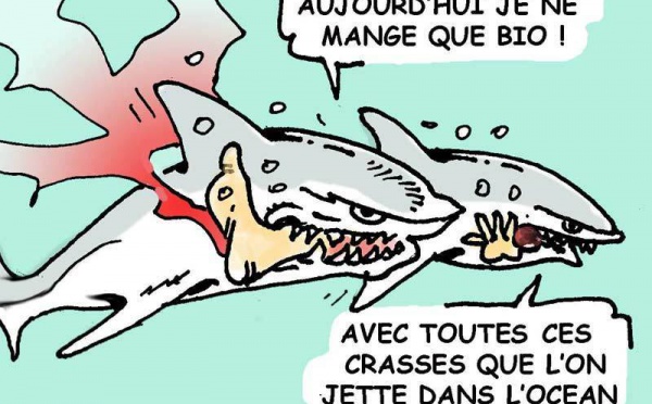 DESSIN DE PRESSE: Quel mobile pour les requins réunionnais?