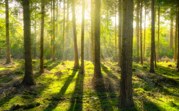 Sylvothérapie : les bienfaits de la forêt